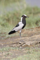 Blacksmith's Plover
